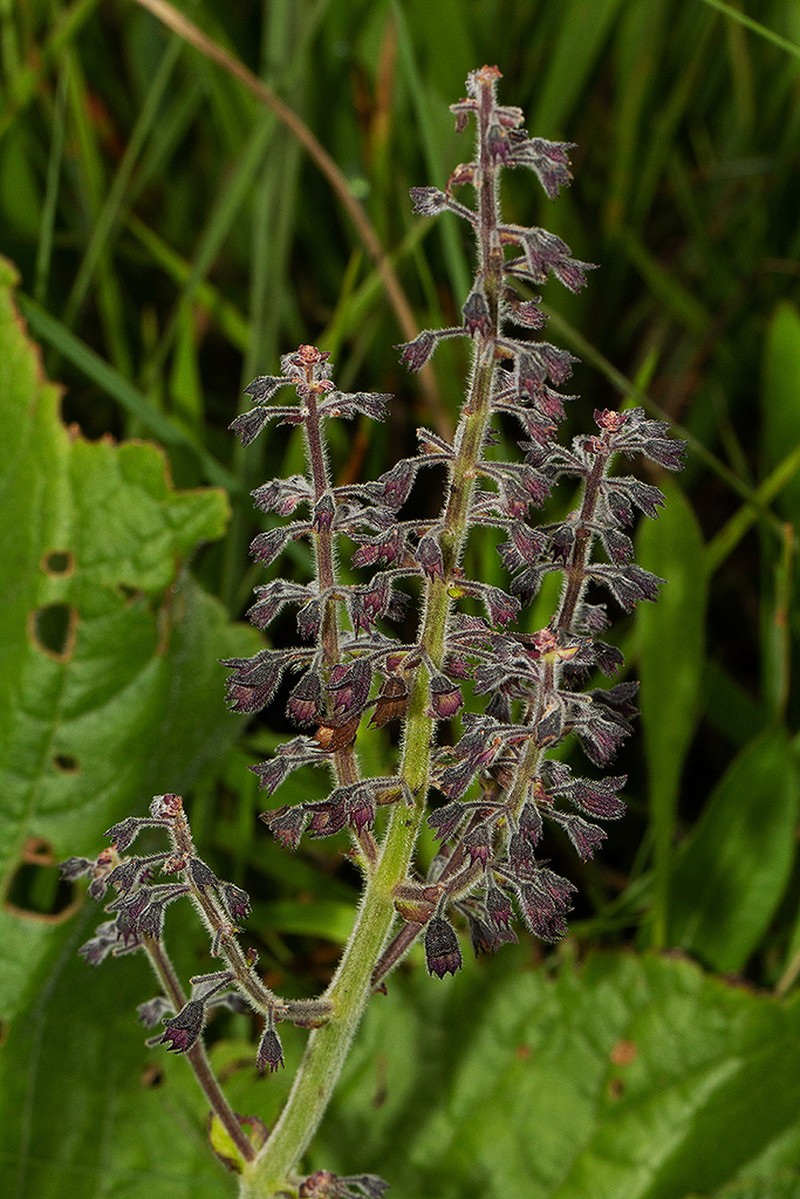 Equilabium acaule photo 5