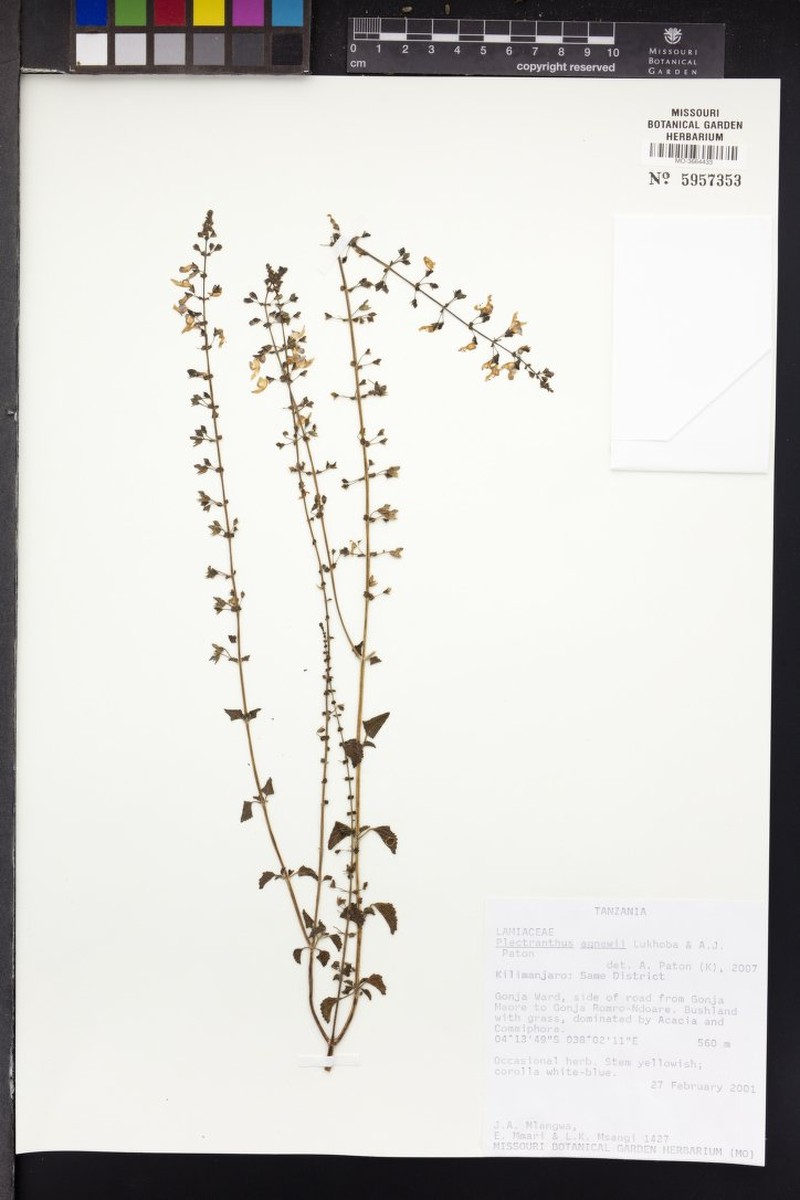 Equilabium agnewii