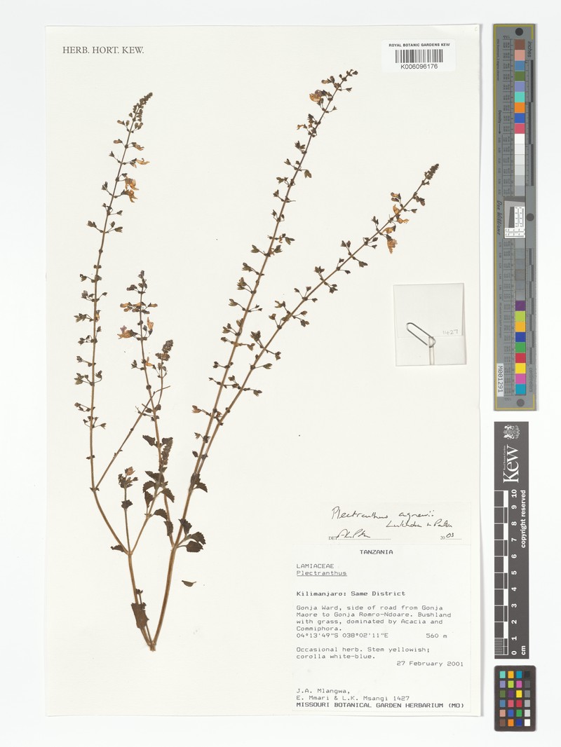 Equilabium agnewii photo 2