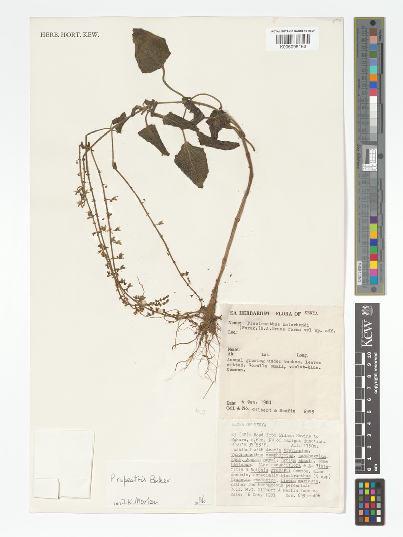 Equilabium agnewii photo 3