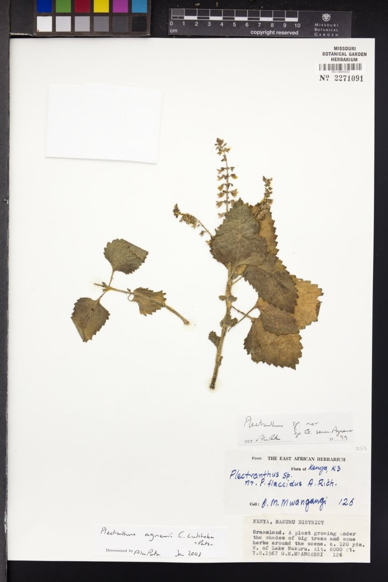 Equilabium agnewii photo 4