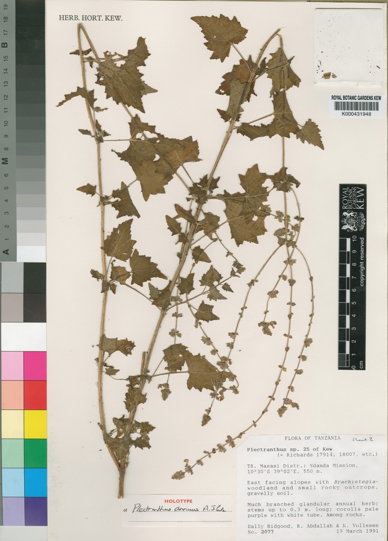 Equilabium annuum