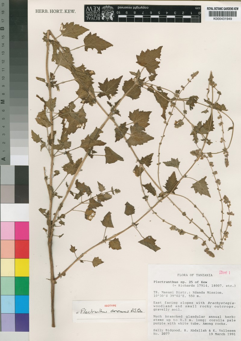 Equilabium annuum photo 2