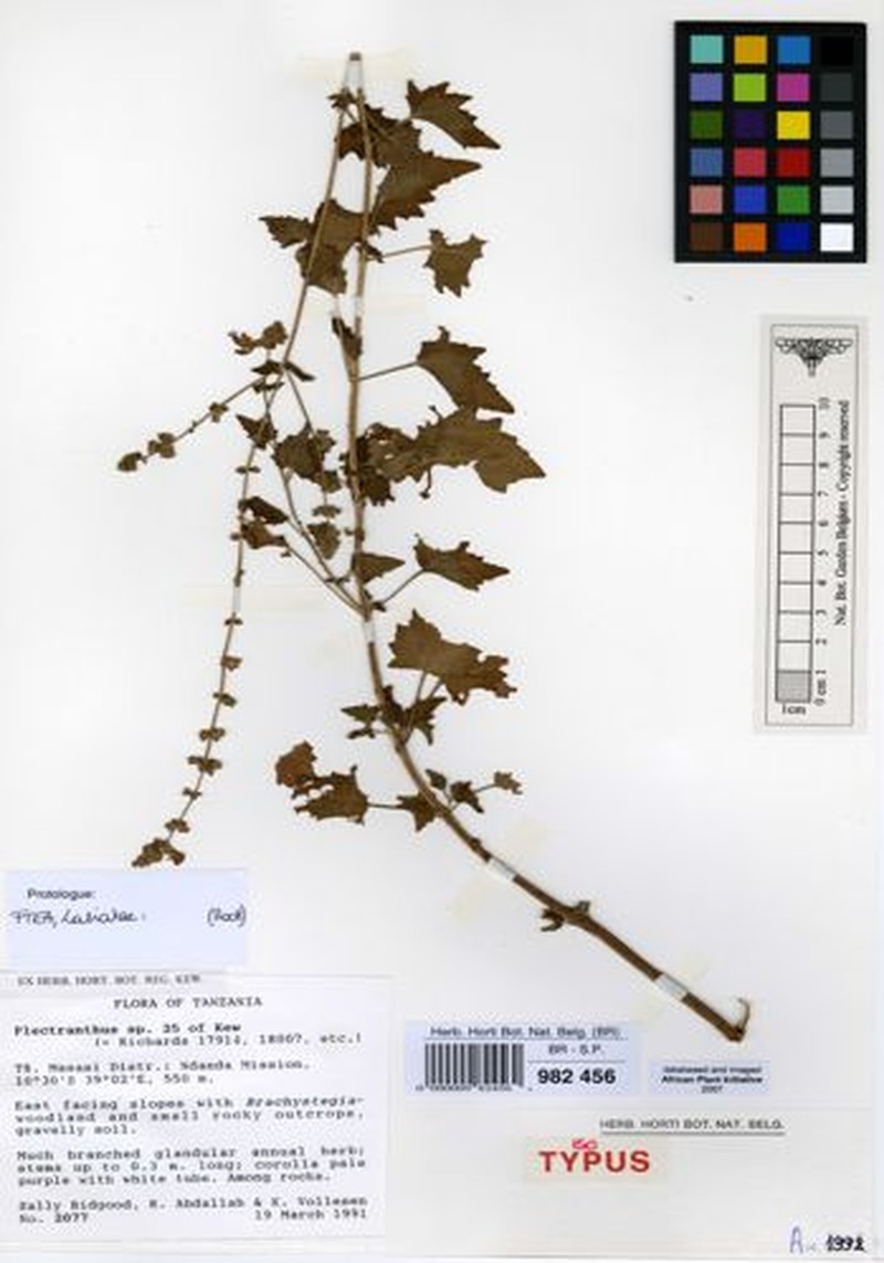 Equilabium annuum photo 3