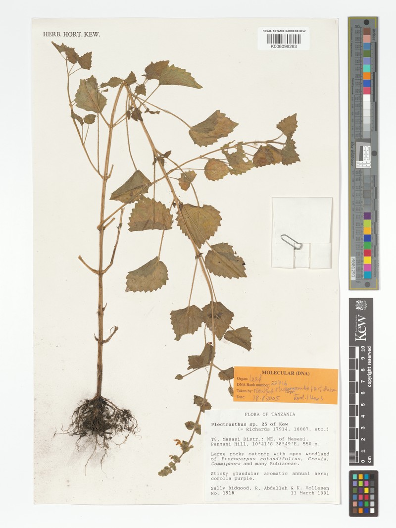 Equilabium annuum photo 4