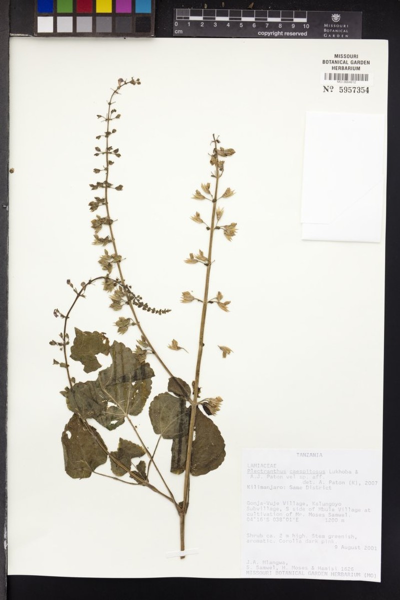 Equilabium caespitosum
