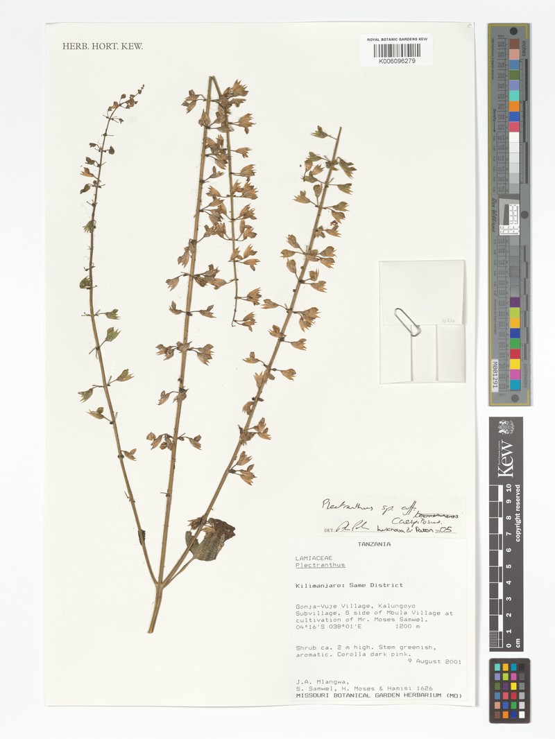 Equilabium caespitosum photo 2
