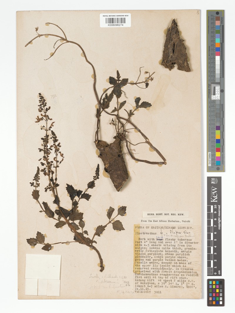 Equilabium caespitosum photo 3