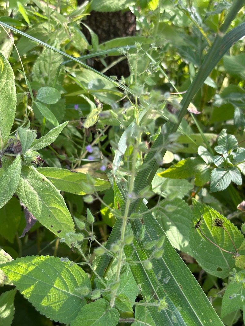 Equilabium candelabriforme photo 2