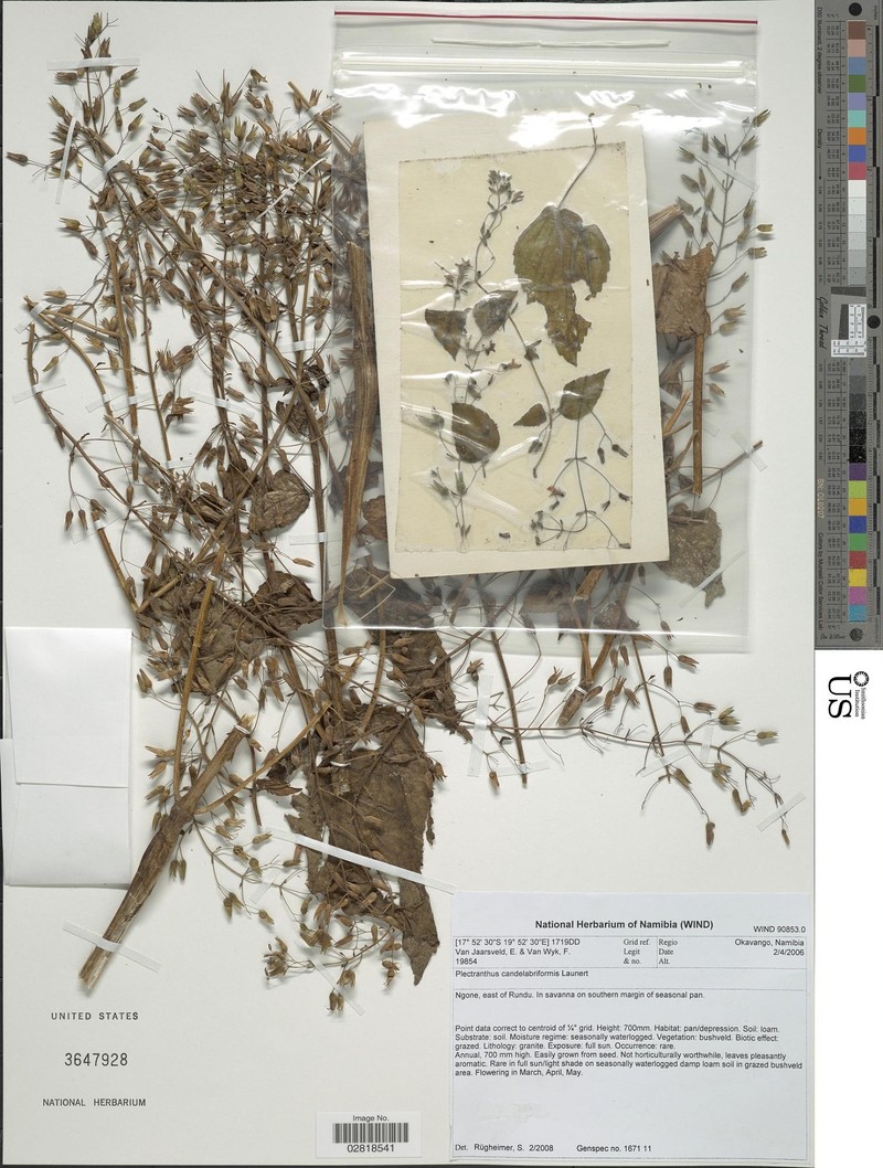 Equilabium candelabriforme photo 3