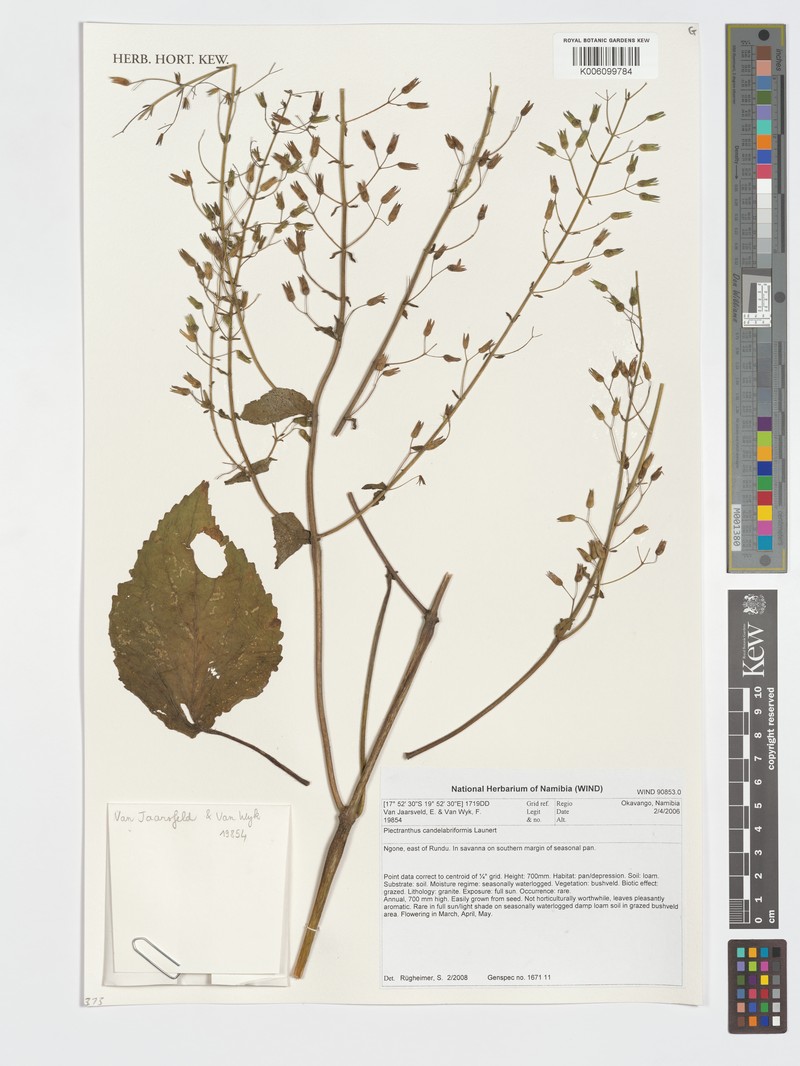 Equilabium candelabriforme photo 4