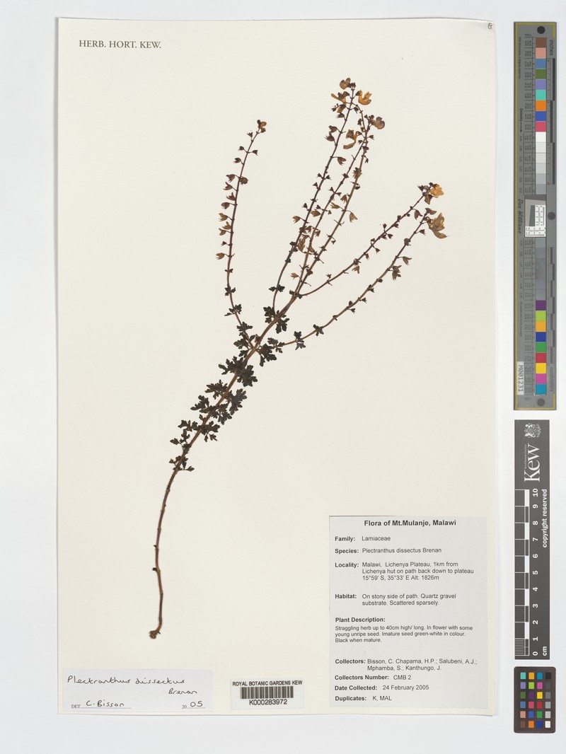 Equilabium dissectum