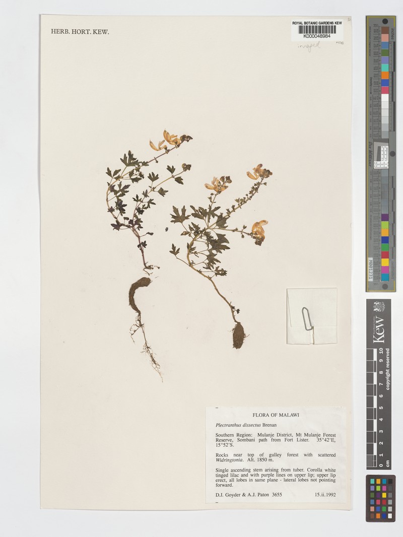 Equilabium dissectum photo 2