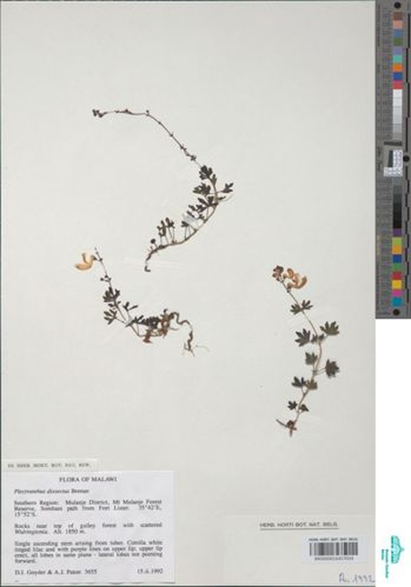 Equilabium dissectum photo 3