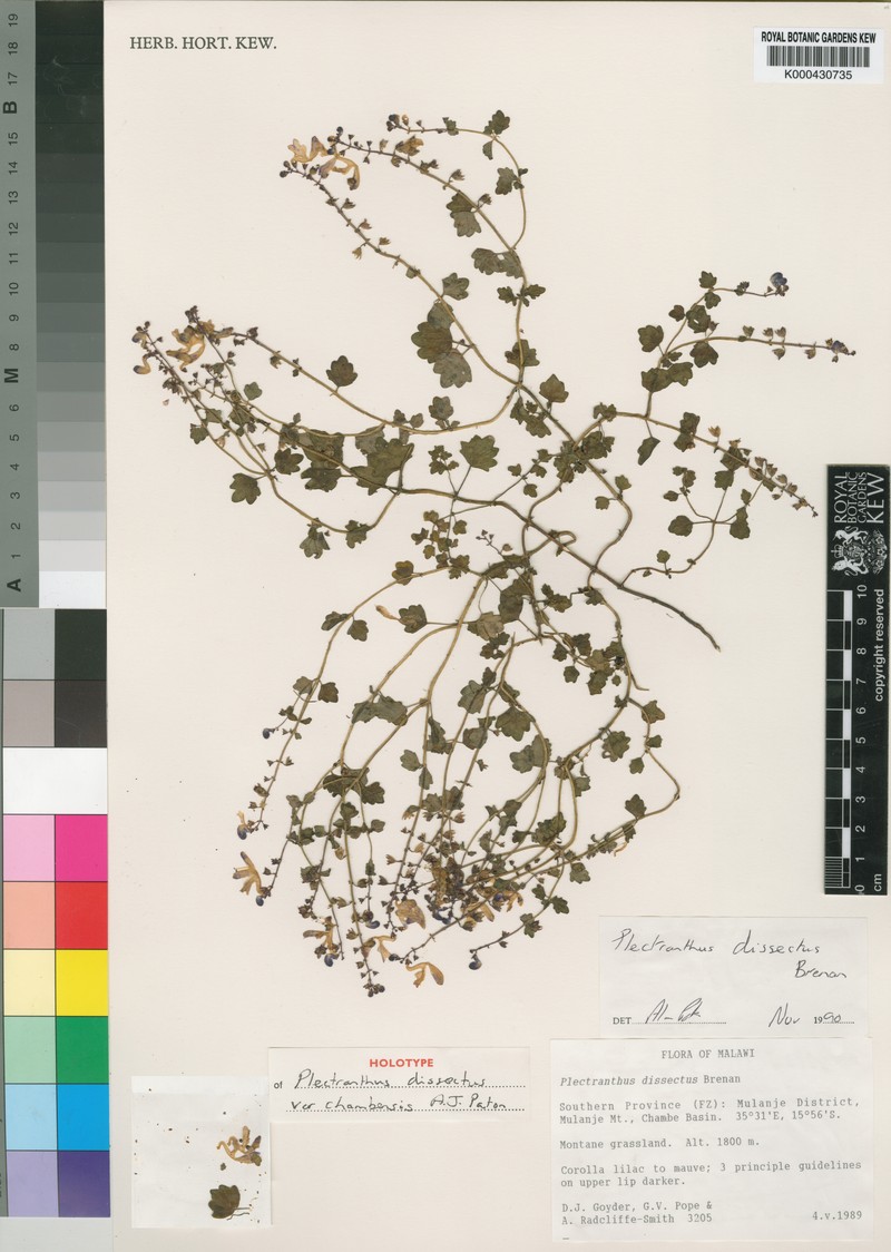 Equilabium dissectum photo 4