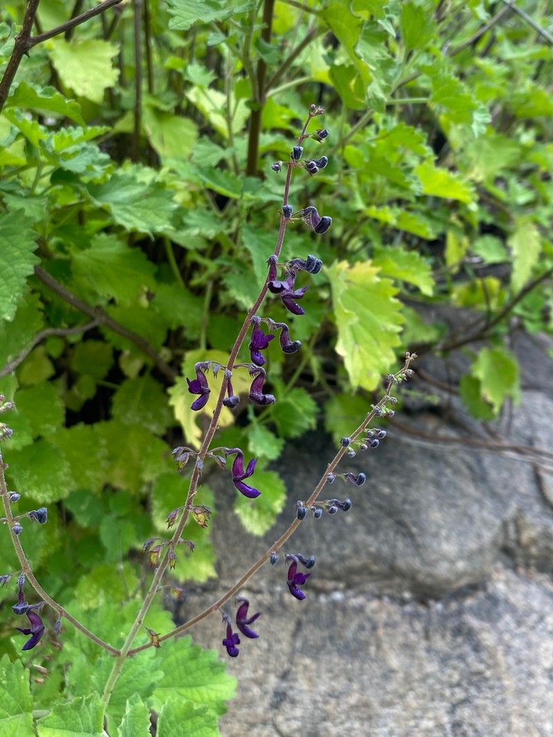 Equilabium dolomiticum