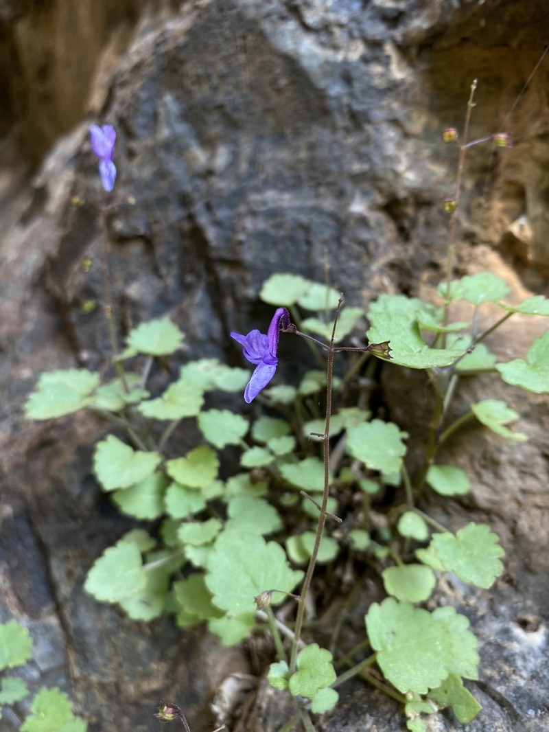 Equilabium dolomiticum photo 3