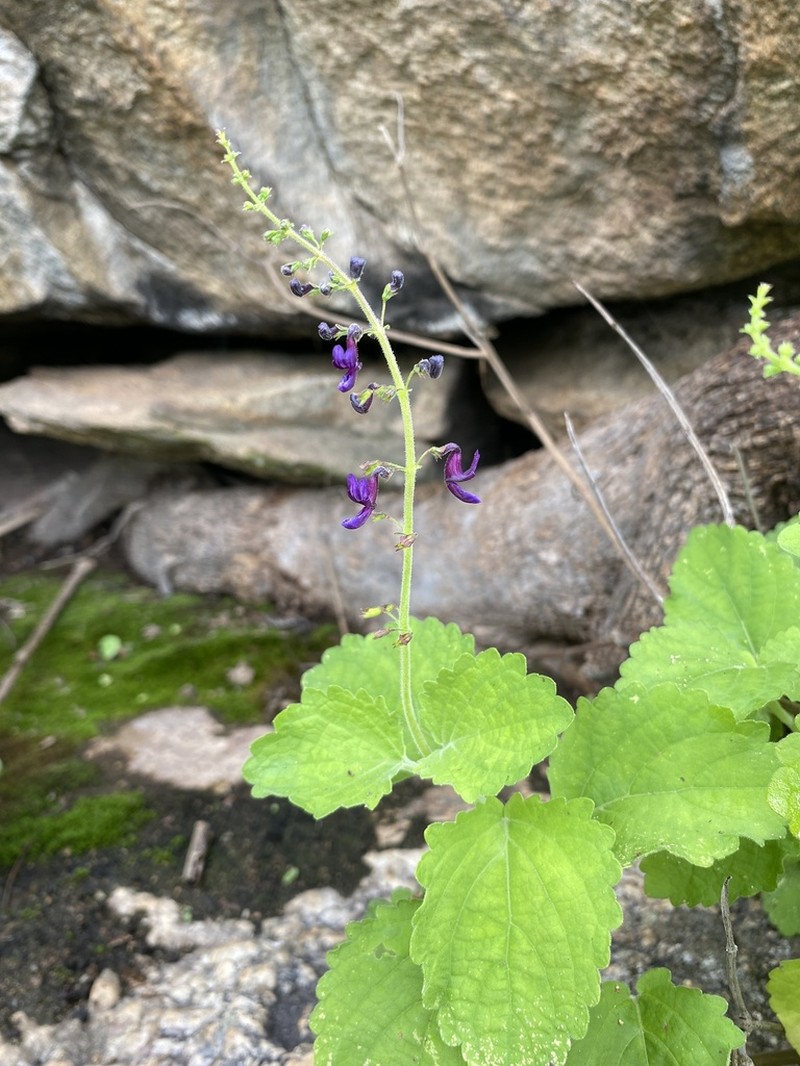 Equilabium dolomiticum photo 4