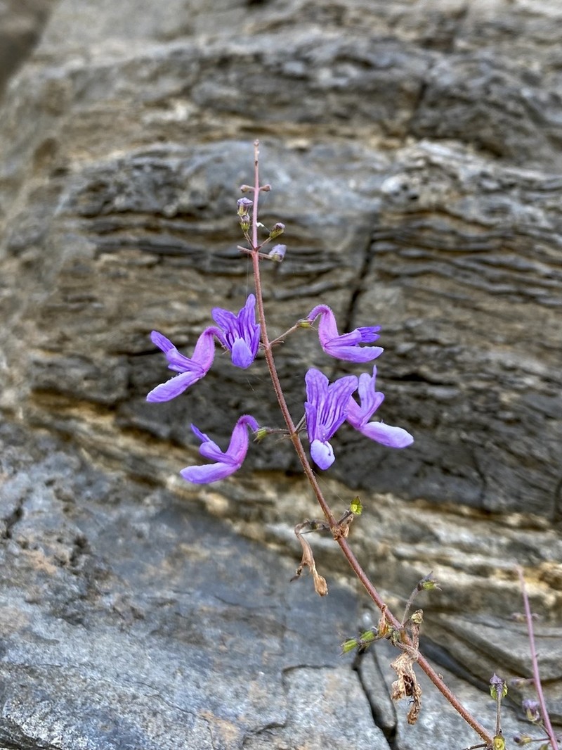 Equilabium dolomiticum photo 5