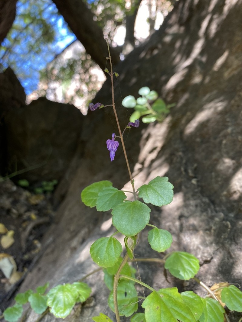 Equilabium dolomiticum photo 6