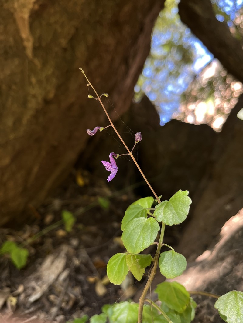 Equilabium dolomiticum photo 7