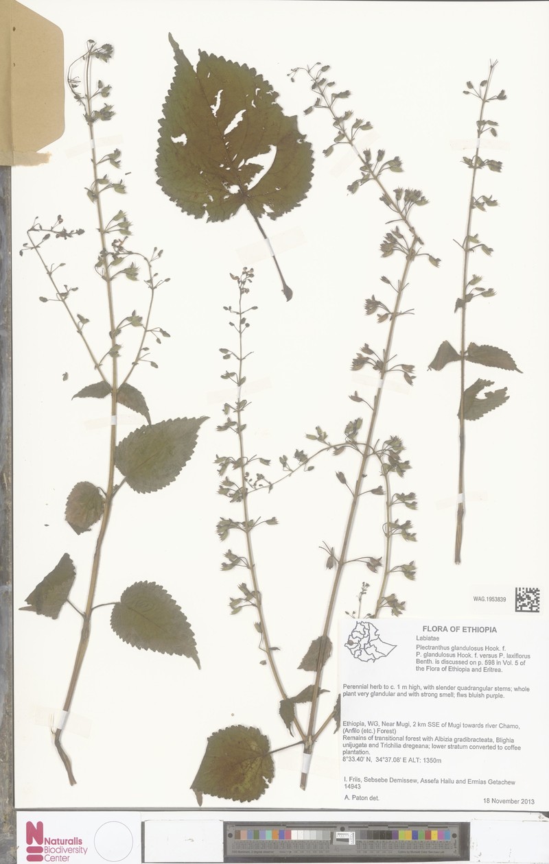 Equilabium glandulosum