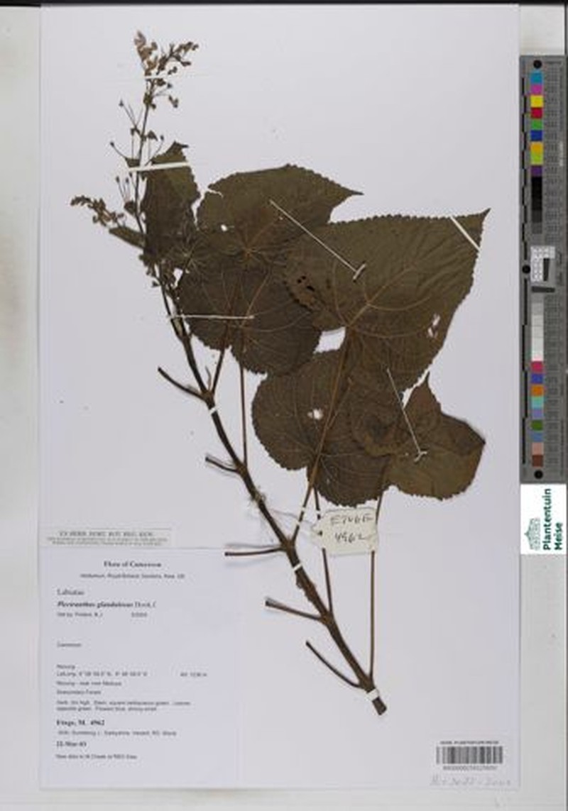 Equilabium glandulosum photo 3