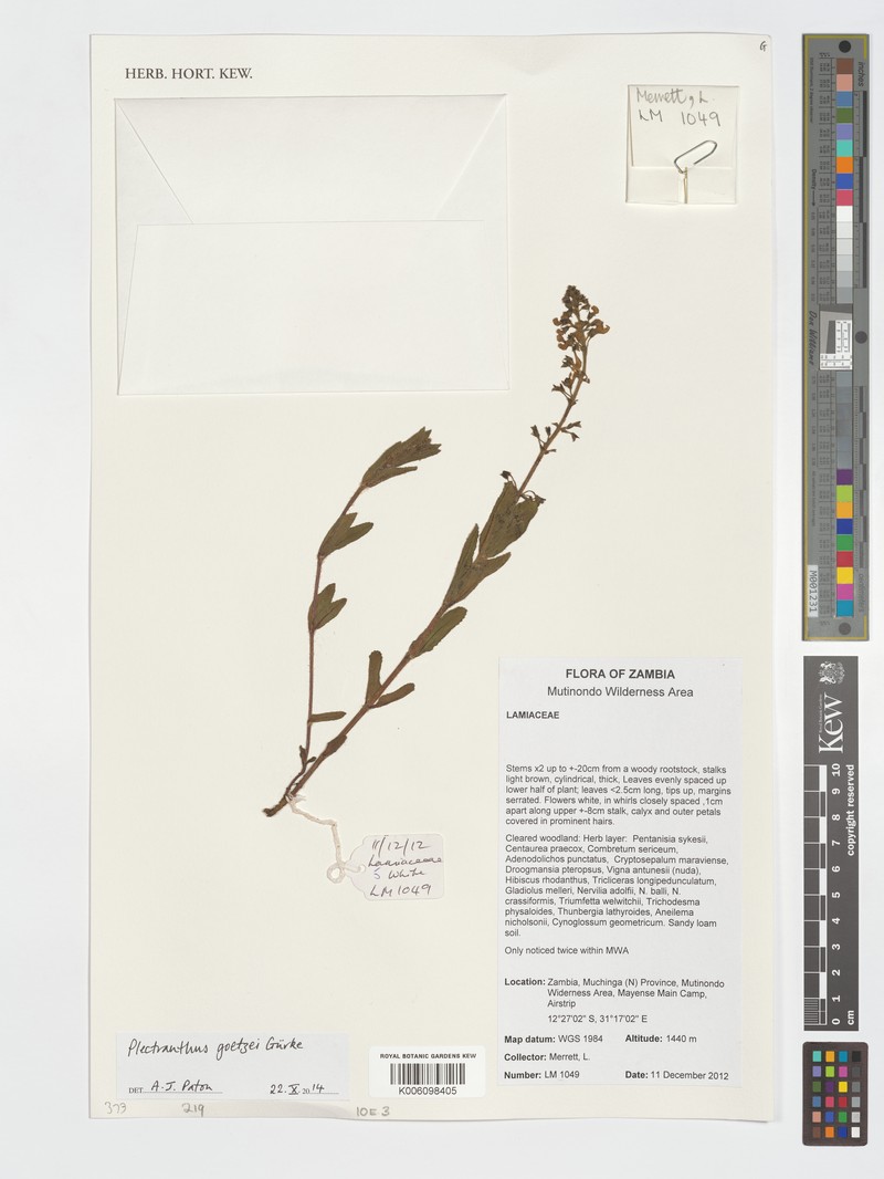 Equilabium goetzei