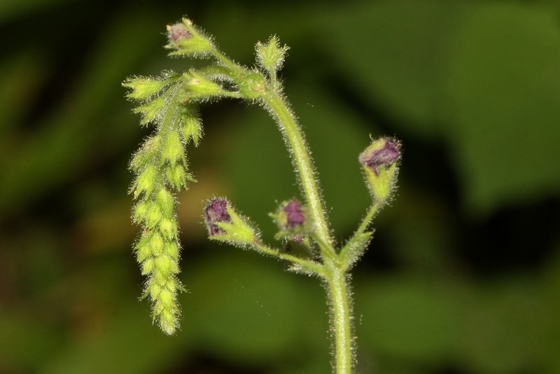 Equilabium gracile photo 2