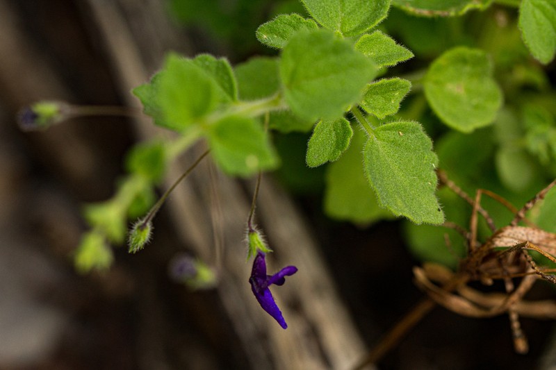 Equilabium gracile photo 3