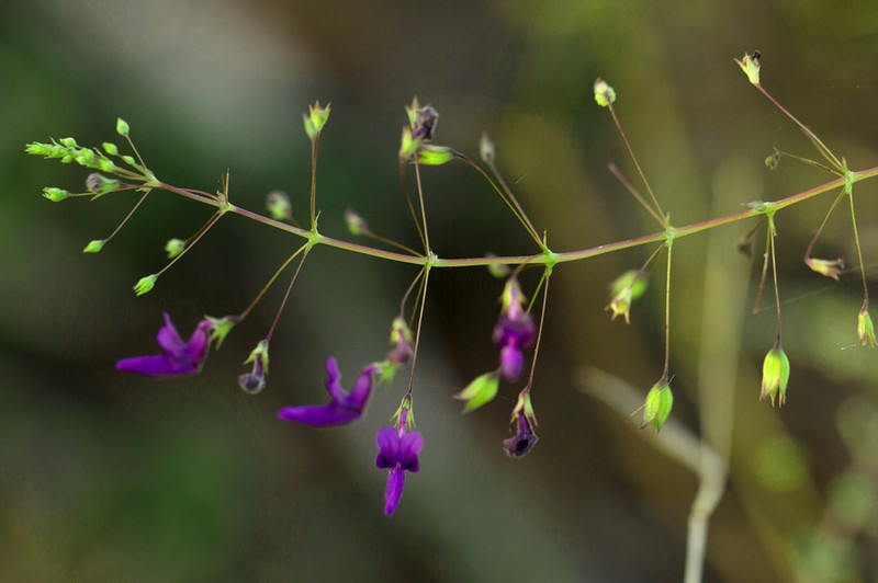 Equilabium gracile photo 4