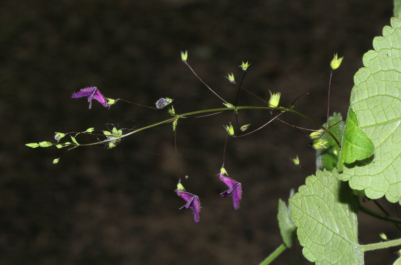 Equilabium gracile photo 6