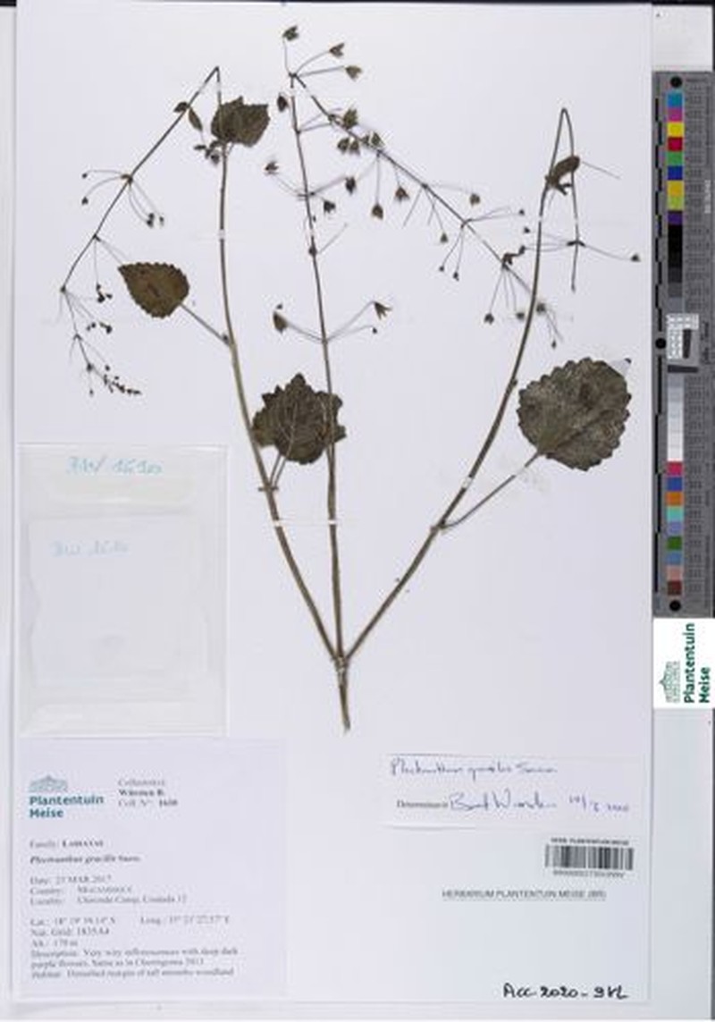 Equilabium gracile photo 7
