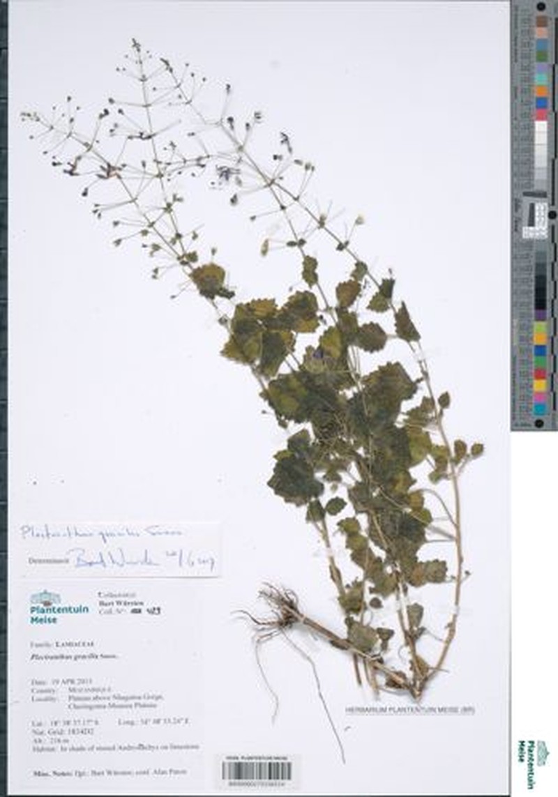 Equilabium gracile photo 8