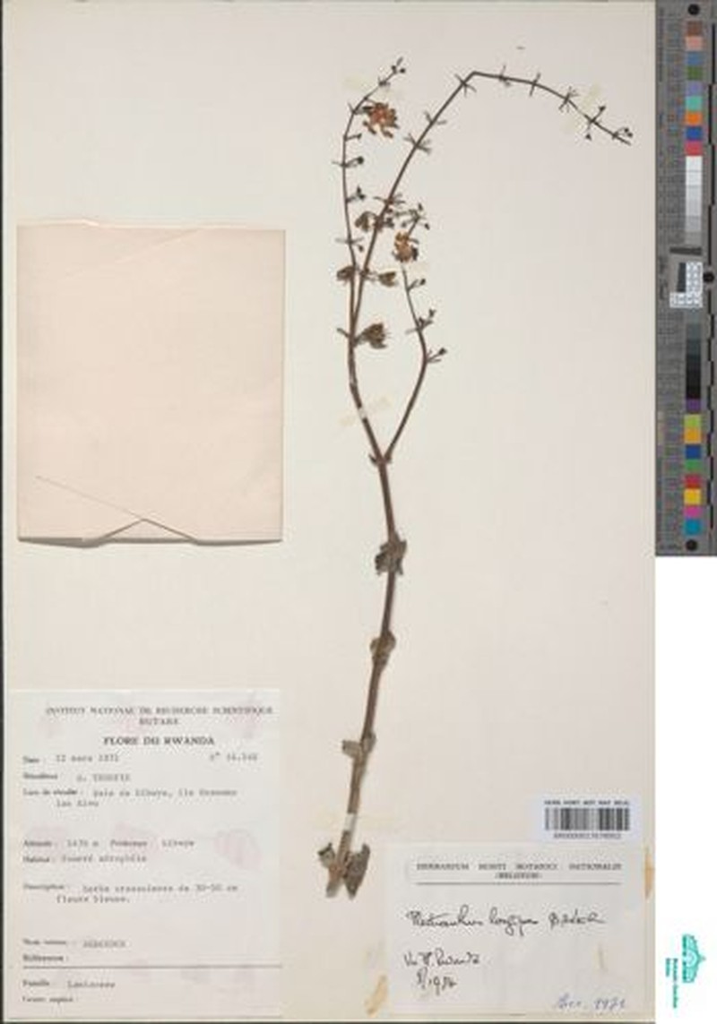 Equilabium janthinothryx