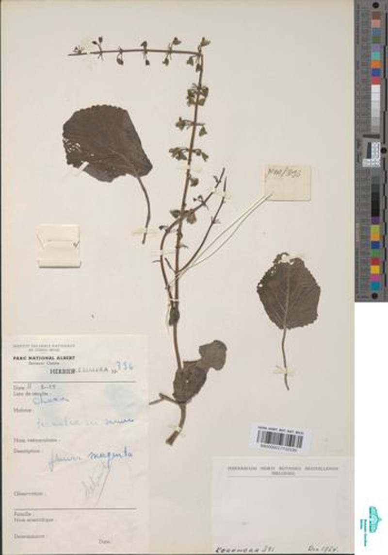 Equilabium janthinothryx photo 2