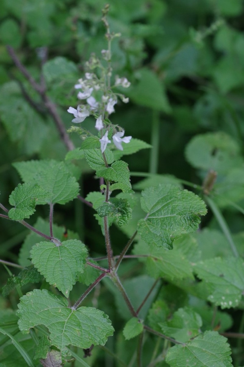 Equilabium laxiflorum