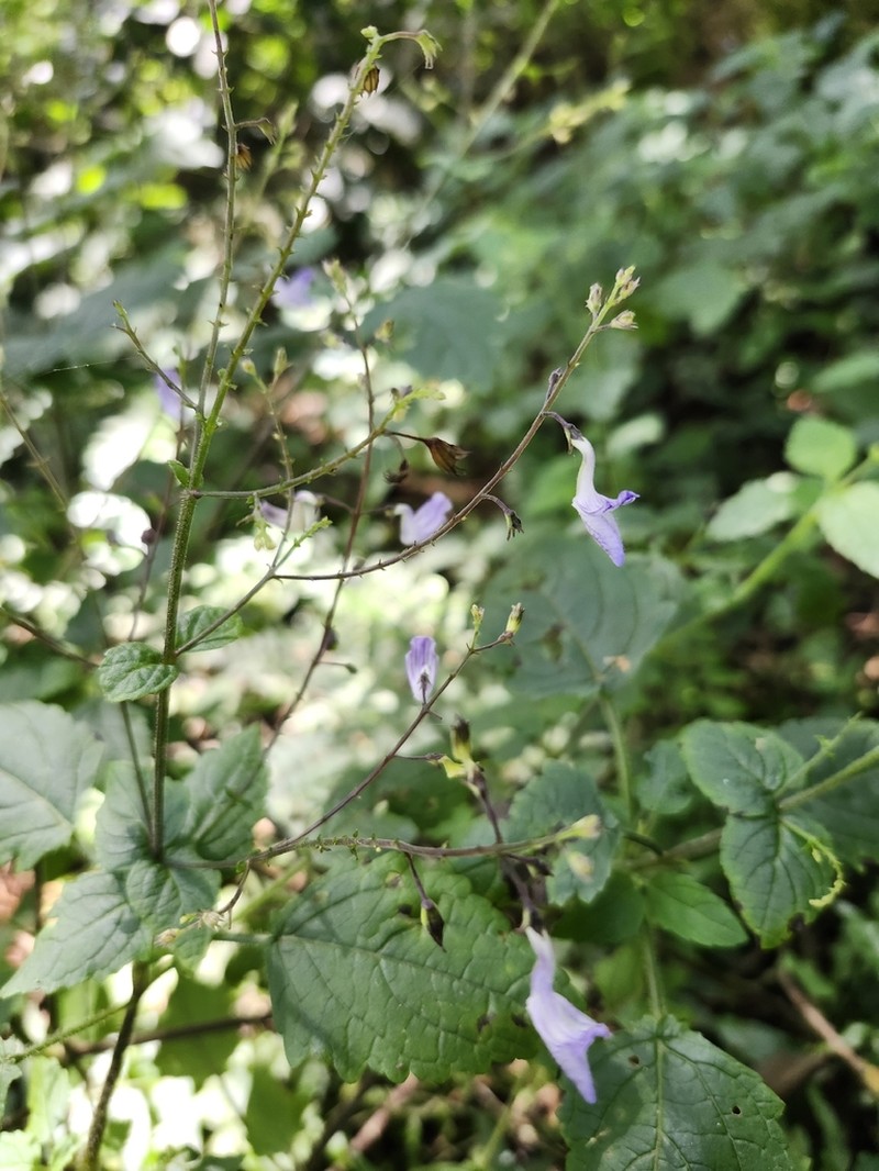Equilabium laxiflorum photo 2