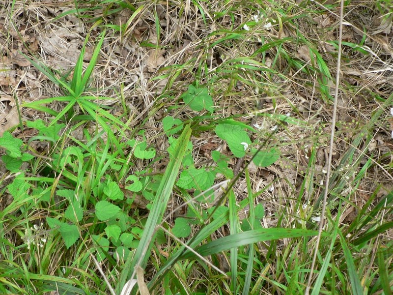 Equilabium laxiflorum photo 3