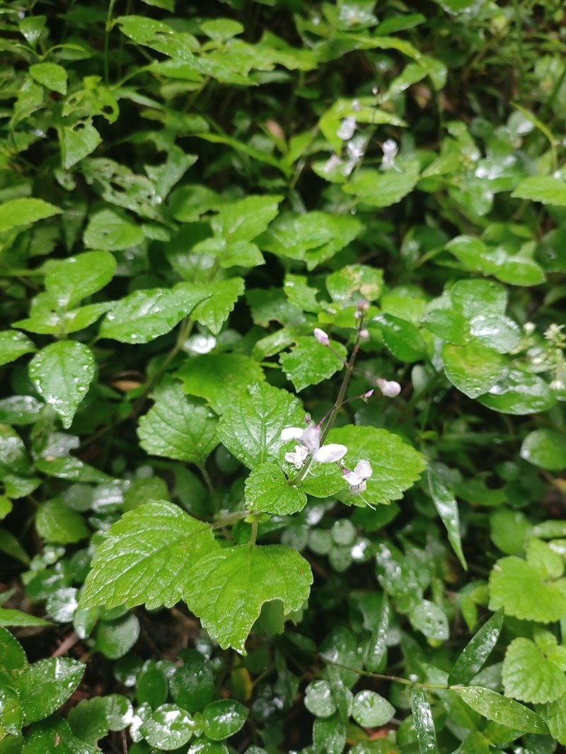 Equilabium laxiflorum photo 4