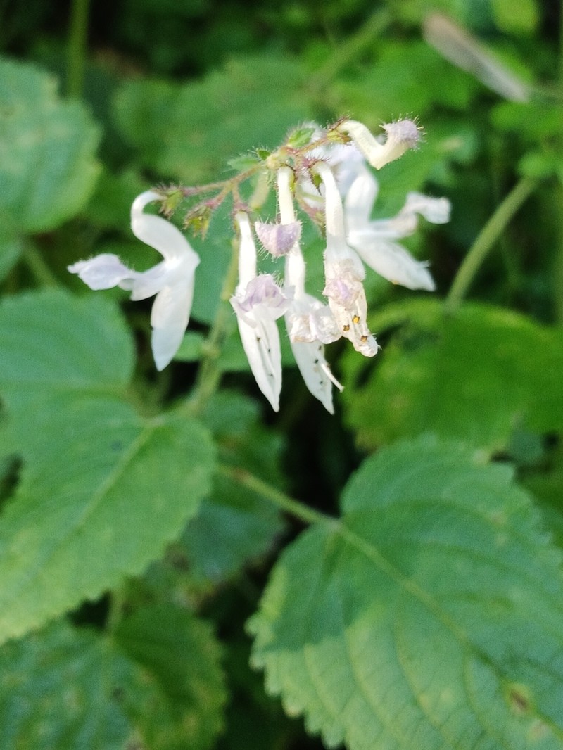 Equilabium laxiflorum photo 5