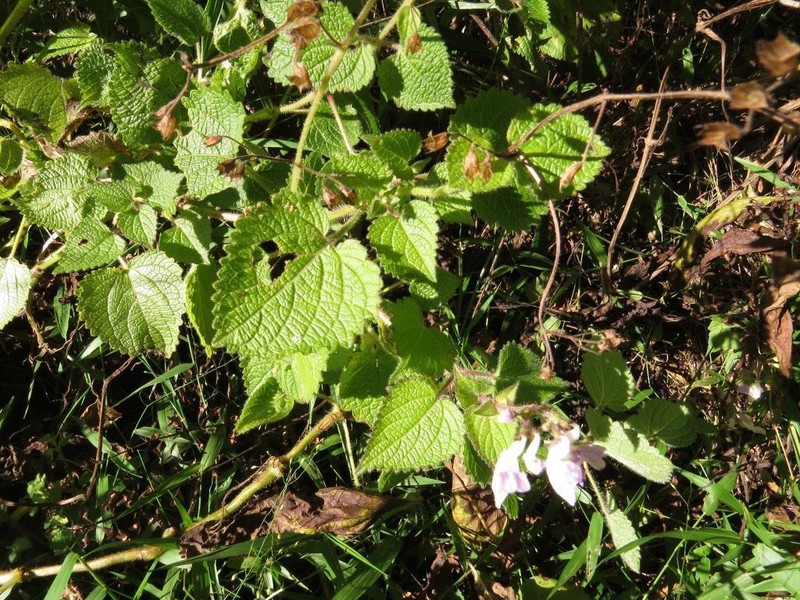 Equilabium laxiflorum photo 6