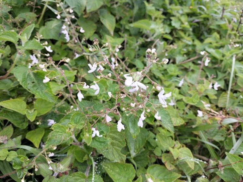 Equilabium laxiflorum photo 7
