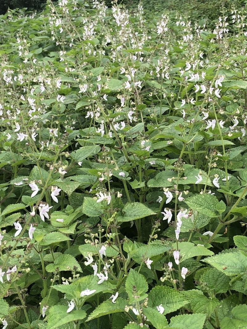 Equilabium laxiflorum photo 8