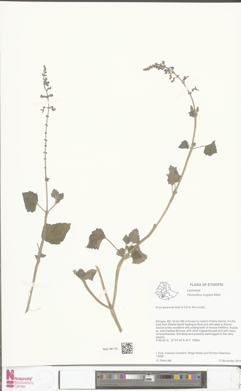 Equilabium longipes