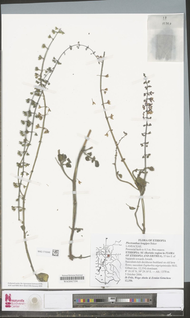 Equilabium longipes photo 3