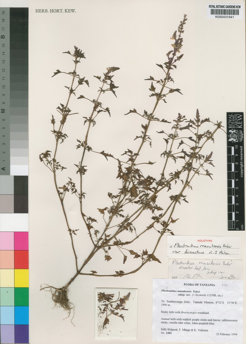 Equilabium masukense var. dissectum