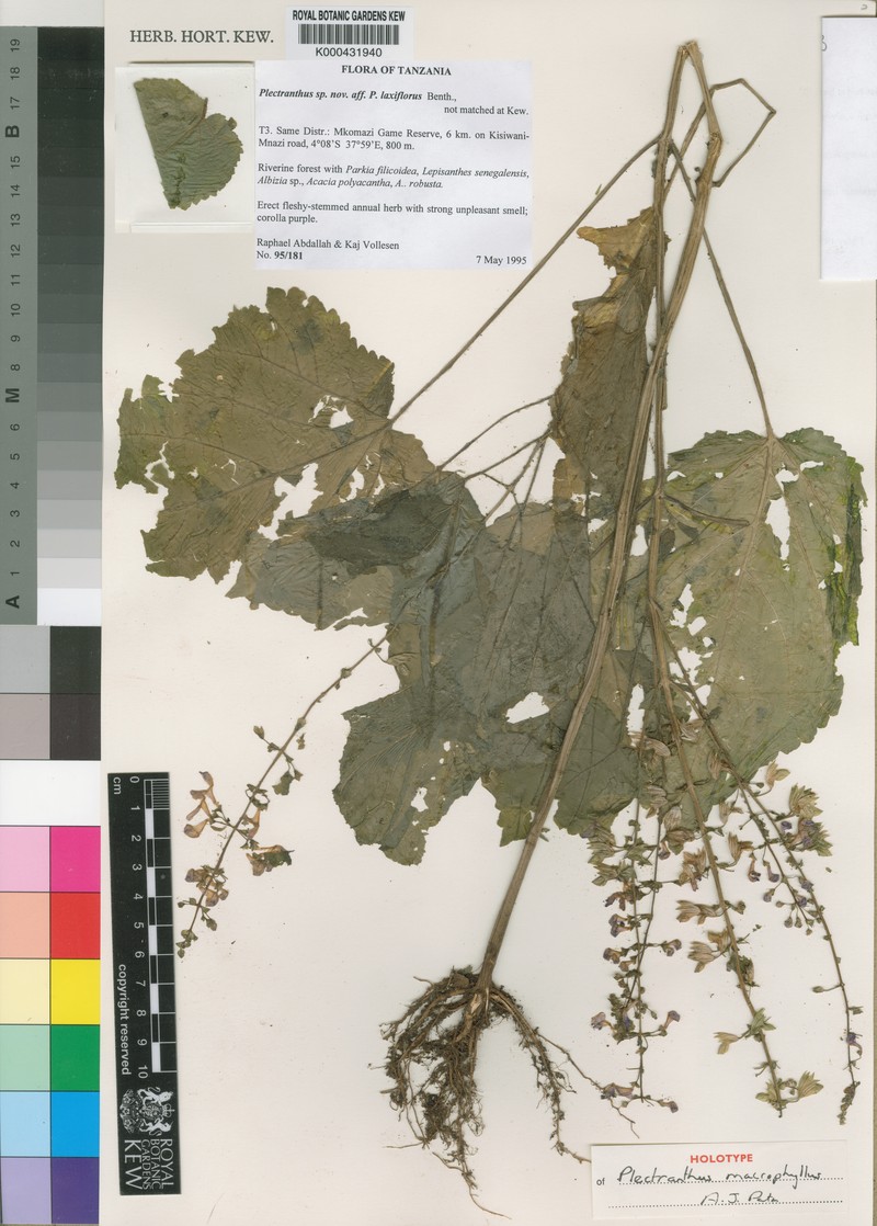 Equilabium megafolium
