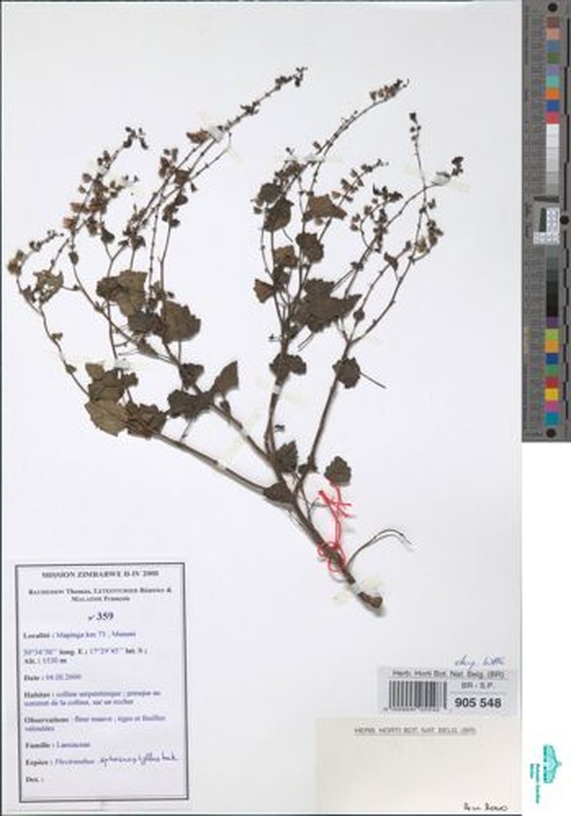 Equilabium orbiculare