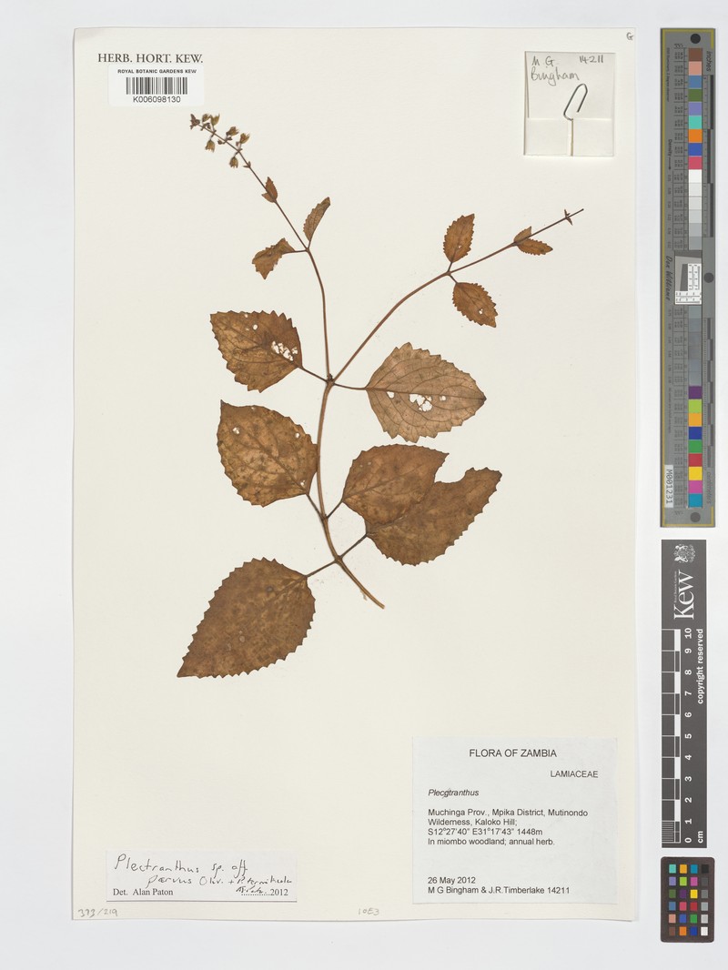 Equilabium parvum